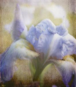 Photographer Toni Hopper Adds New Flowers As Art Images